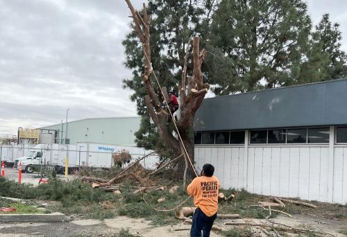  by Pacific Green Landscape Maintenance