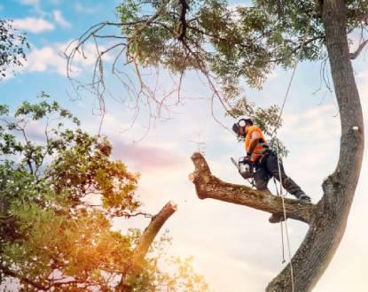  by Krause Tree Service