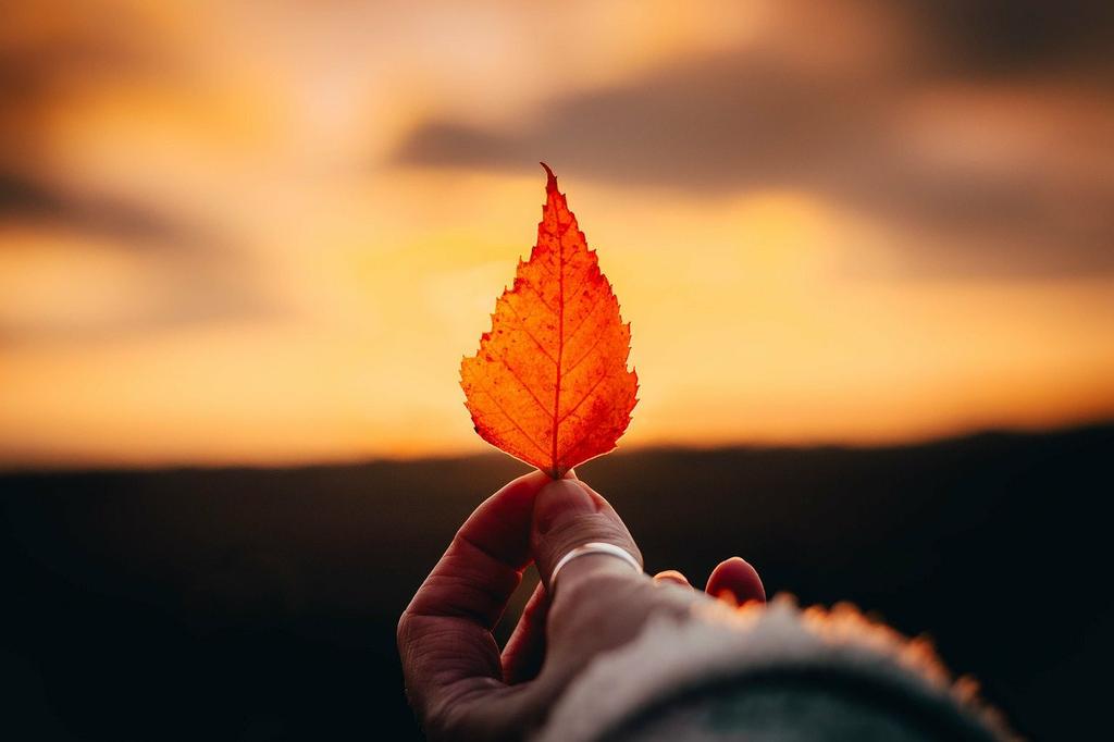 leaf-8483401_1280 by PETRA