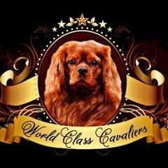 Cavalier King Charles Spaniel Breeder Florida