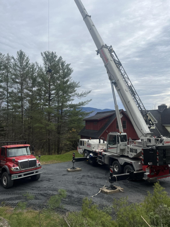  by Iconic Tree Care