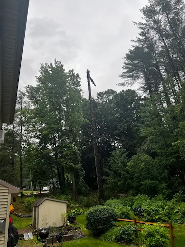  by Iconic Tree Care