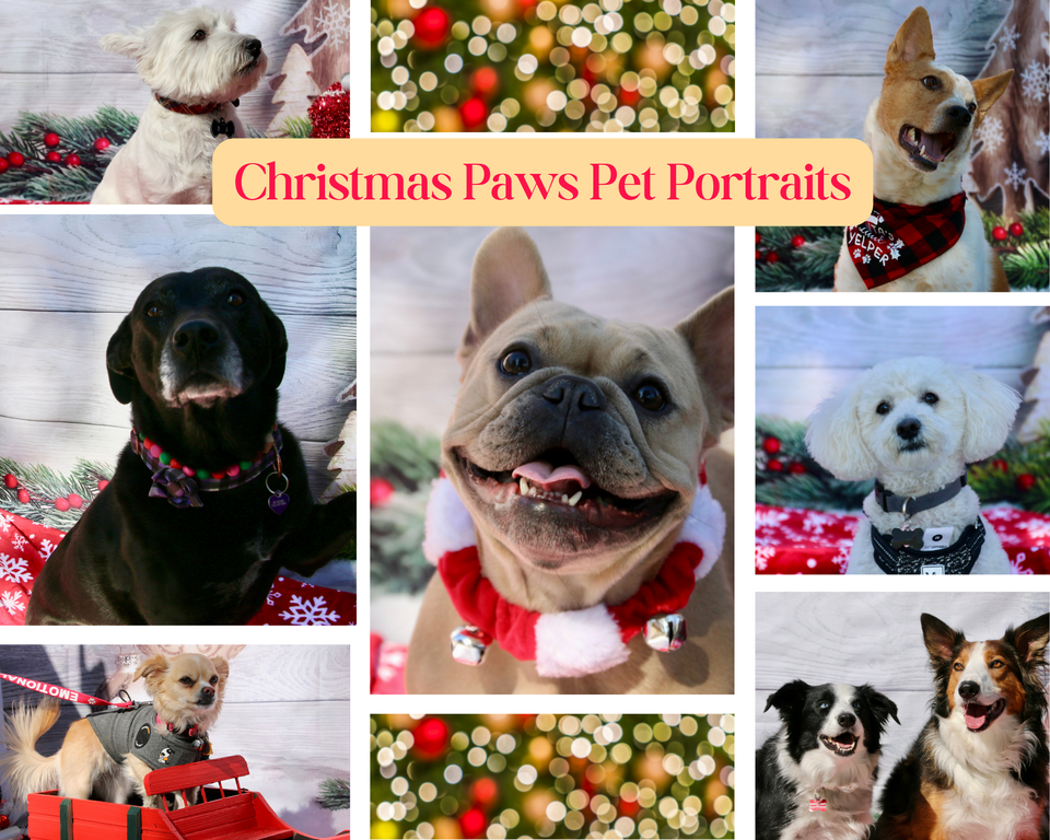  by Pawfect Pet Sitter