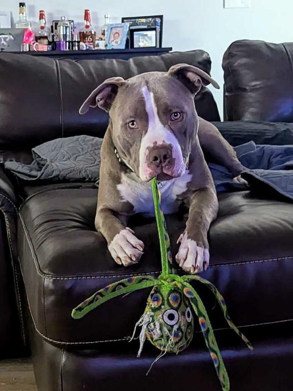  by Pawfect Pet Sitter