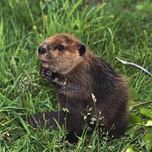  by Professional Wildlife Removal