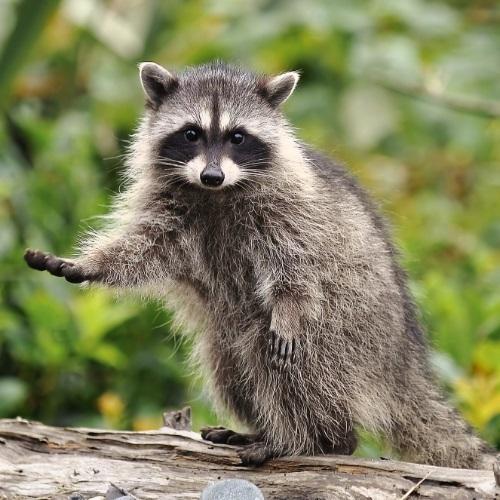  by Professional Wildlife Removal