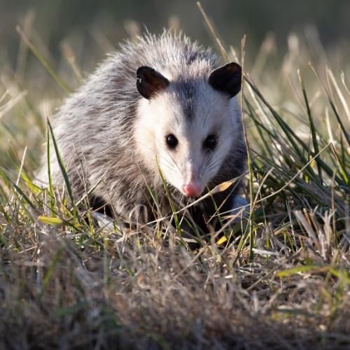  by Professional Wildlife Removal