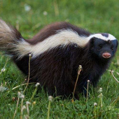  by Professional Wildlife Removal