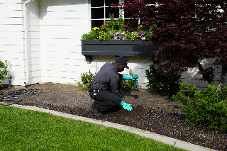 Pest Control Service Alviso CA