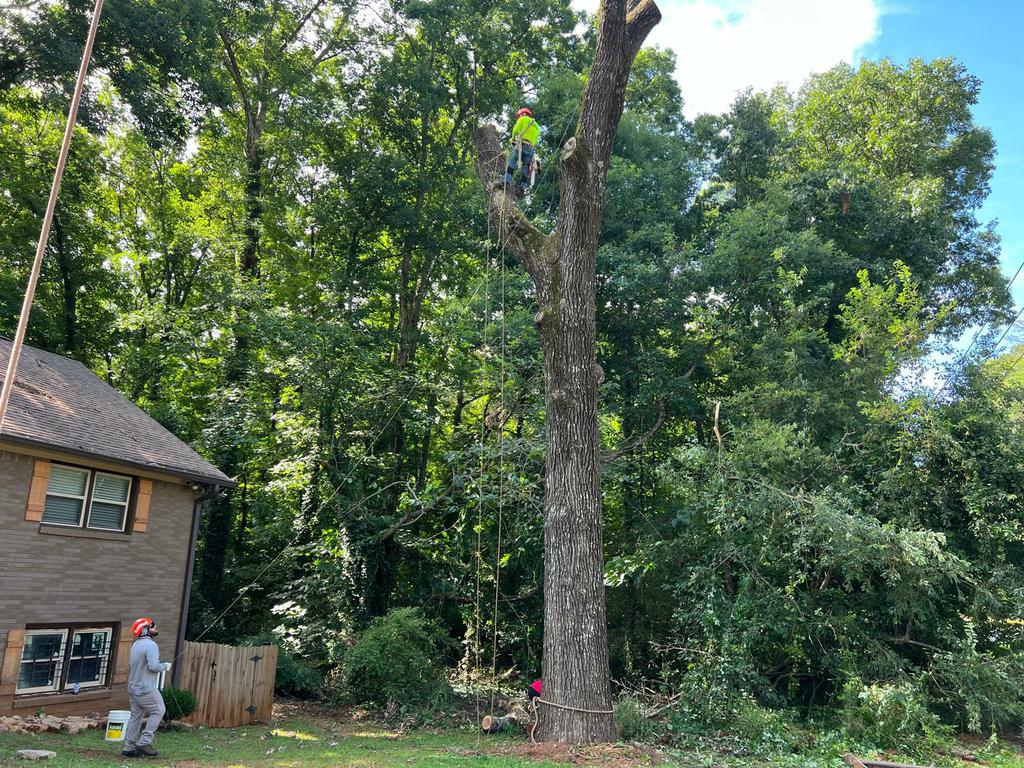  by MMP Tree Service LLC