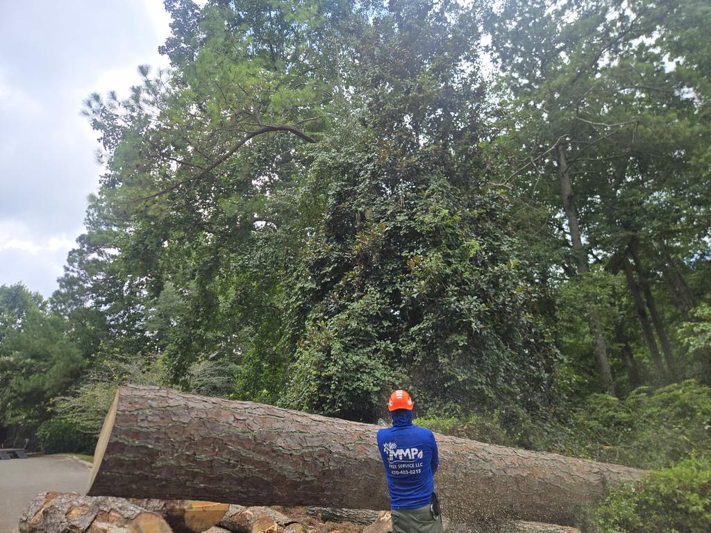  by MMP Tree Service LLC