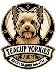 Teacup Yorkies for Adoption