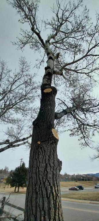  by Apex Tree Mangement