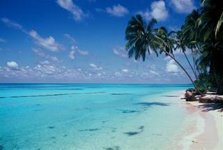 Palms2 by Underwater Excursion