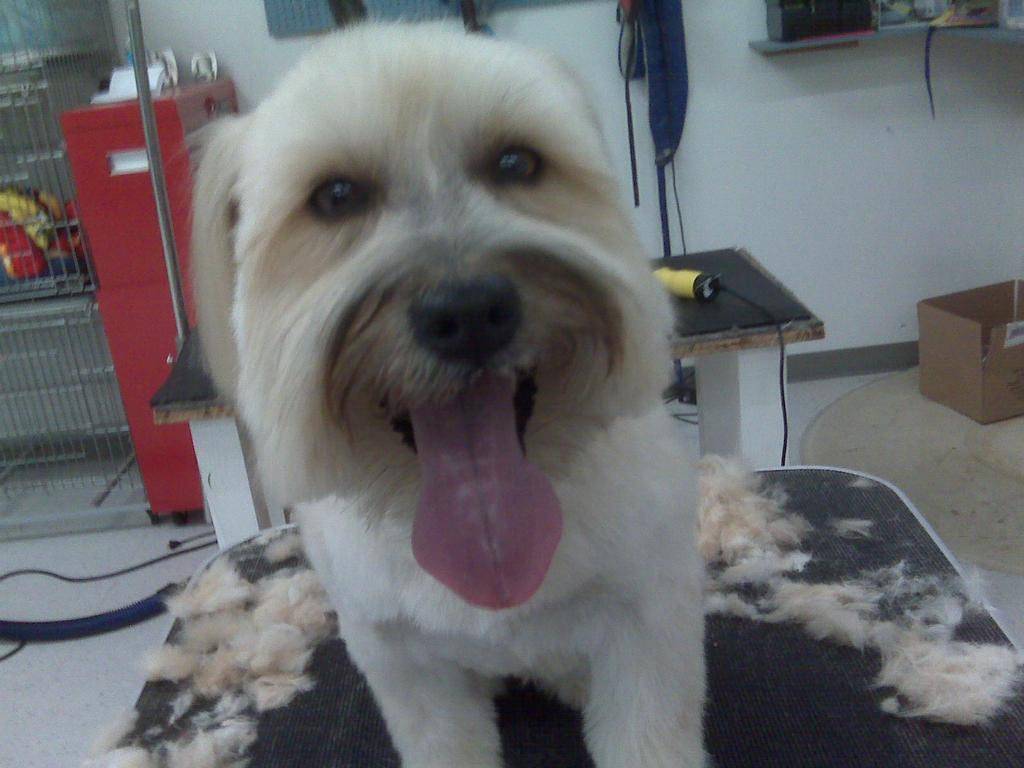 Shaggy Dog Grooming & Supplies Wildomar CA 92595 9516781145