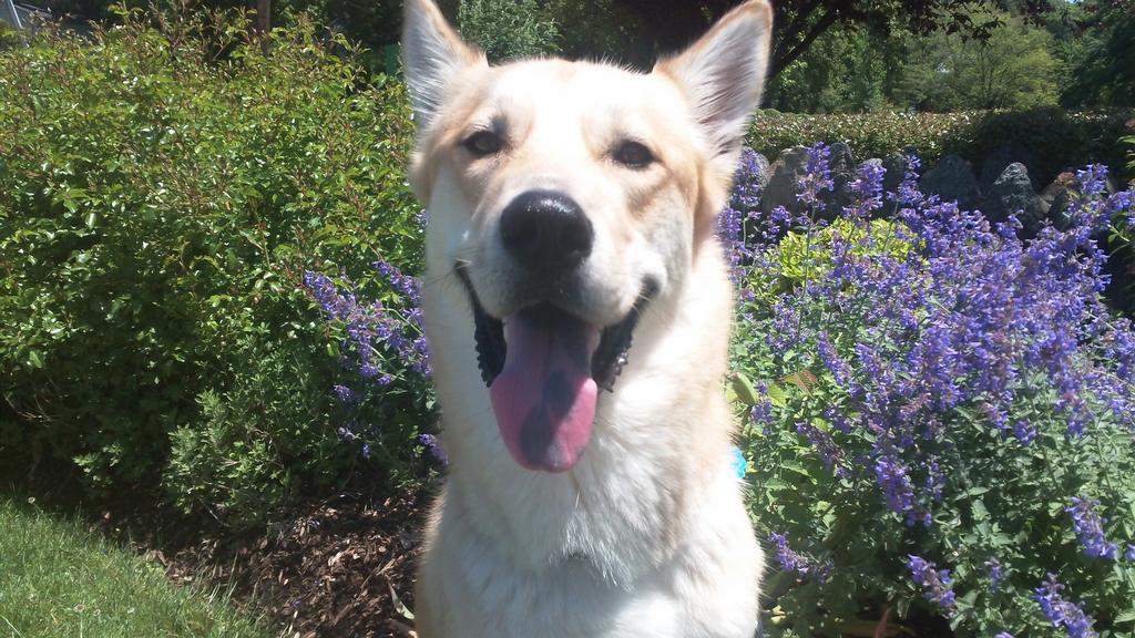 Pet Sitters Club Inc Great Neck NY 11021 5164665617