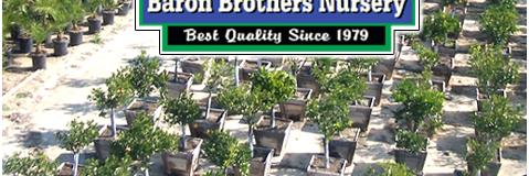 Pictures For Baron Brothers Nursery Camarillo In Index 09 06 By Baron Brothers Nursery