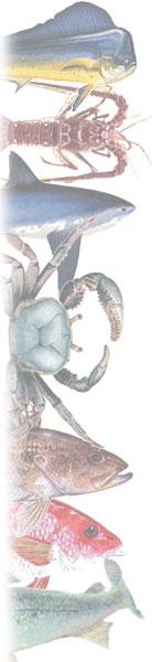 fishsidelft by Hook Line & Sinker Seafood