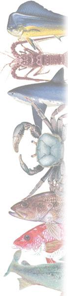 fishsidert by Hook Line & Sinker Seafood