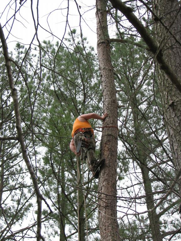 Brians Tree Service Ellijay GA 30540 7066357552 Firewood Sales