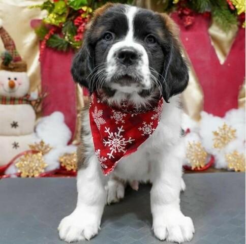 King Neptune's Pet World