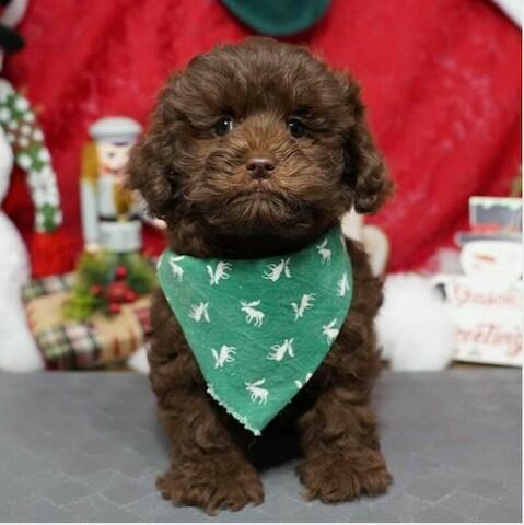 King Neptune's Pet World