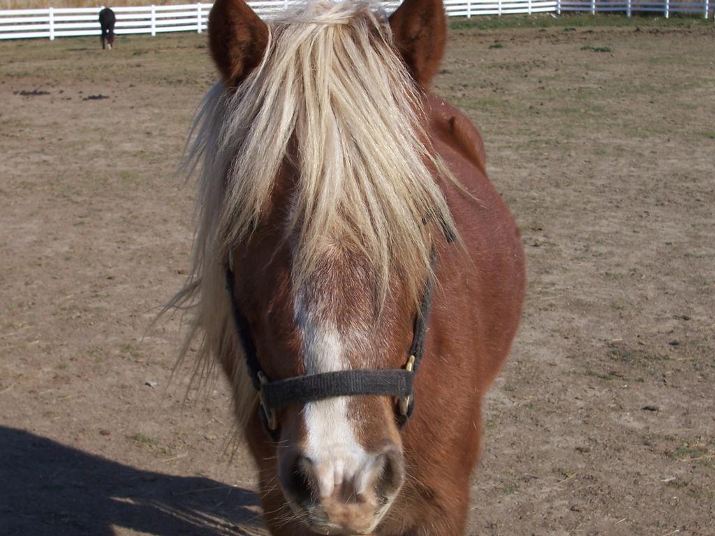 Princess.jpg by Sarahs Pony Rides & Trail Rides