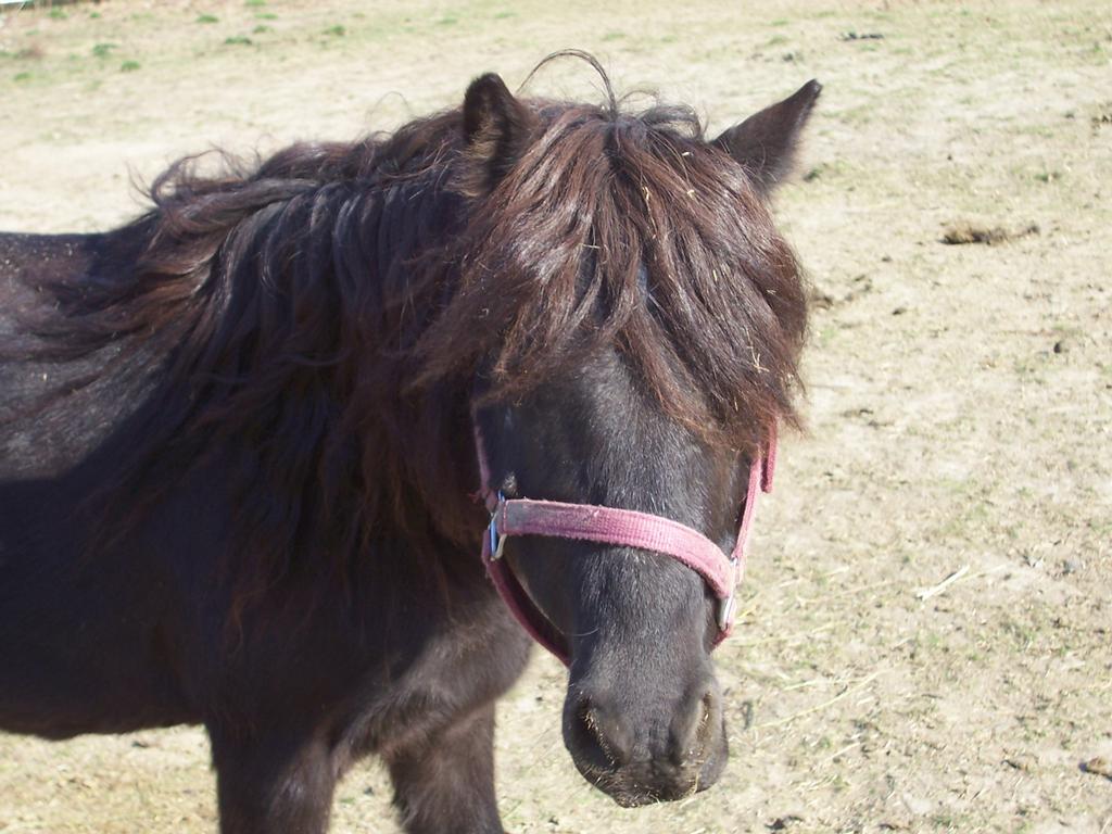  by Sarahs Pony Rides & Trail Rides
