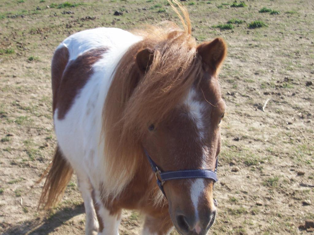  by Sarahs Pony Rides & Trail Rides