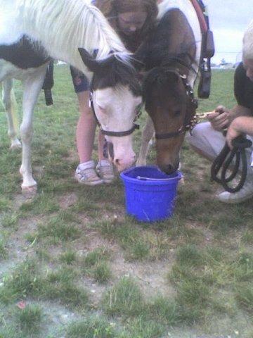 PonyParty4 by Sarahs Pony Rides & Trail Rides