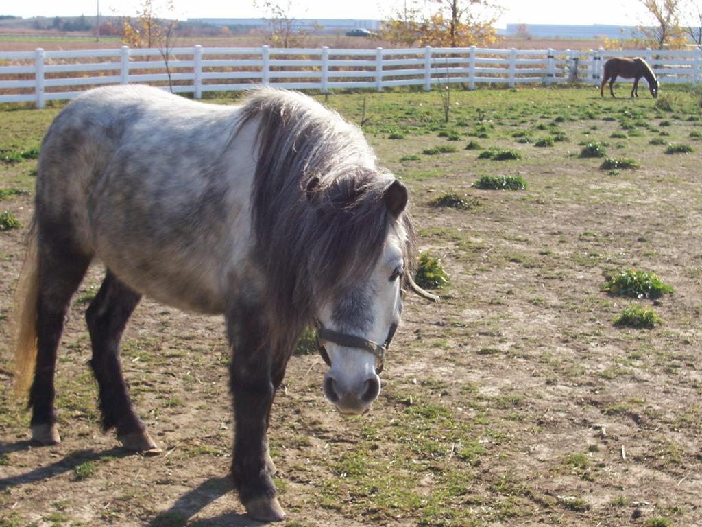 Smokey by Sarahs Pony Rides & Trail Rides