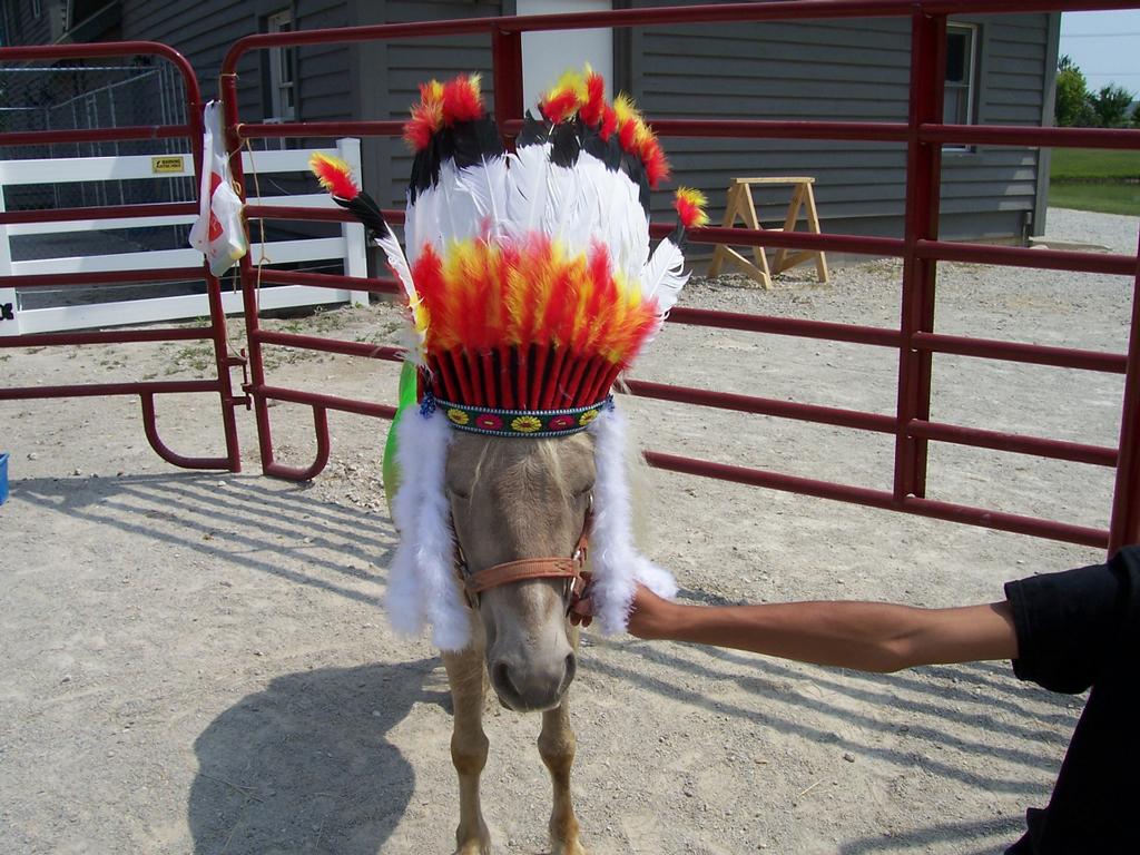 Zues.jpg by Sarahs Pony Rides & Trail Rides