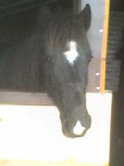 midnite by Sarahs Pony Rides & Trail Rides