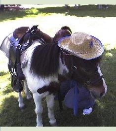 pony1 by Sarahs Pony Rides & Trail Rides
