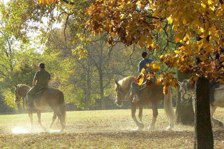 sarahs by Sarahs Pony Rides & Trail Rides