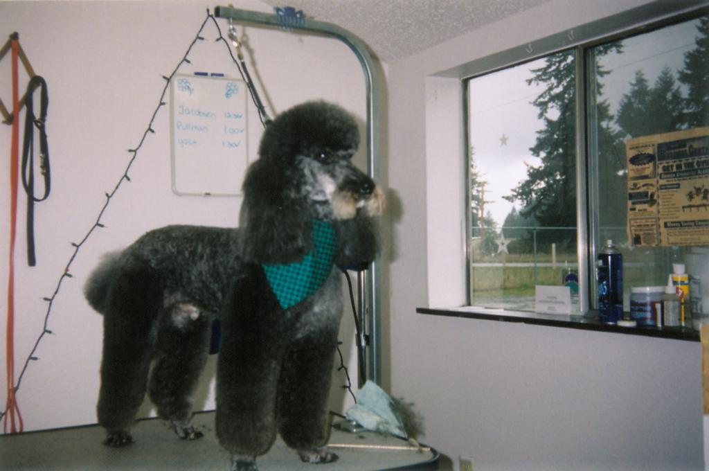  by Four Paws Pet Grooming