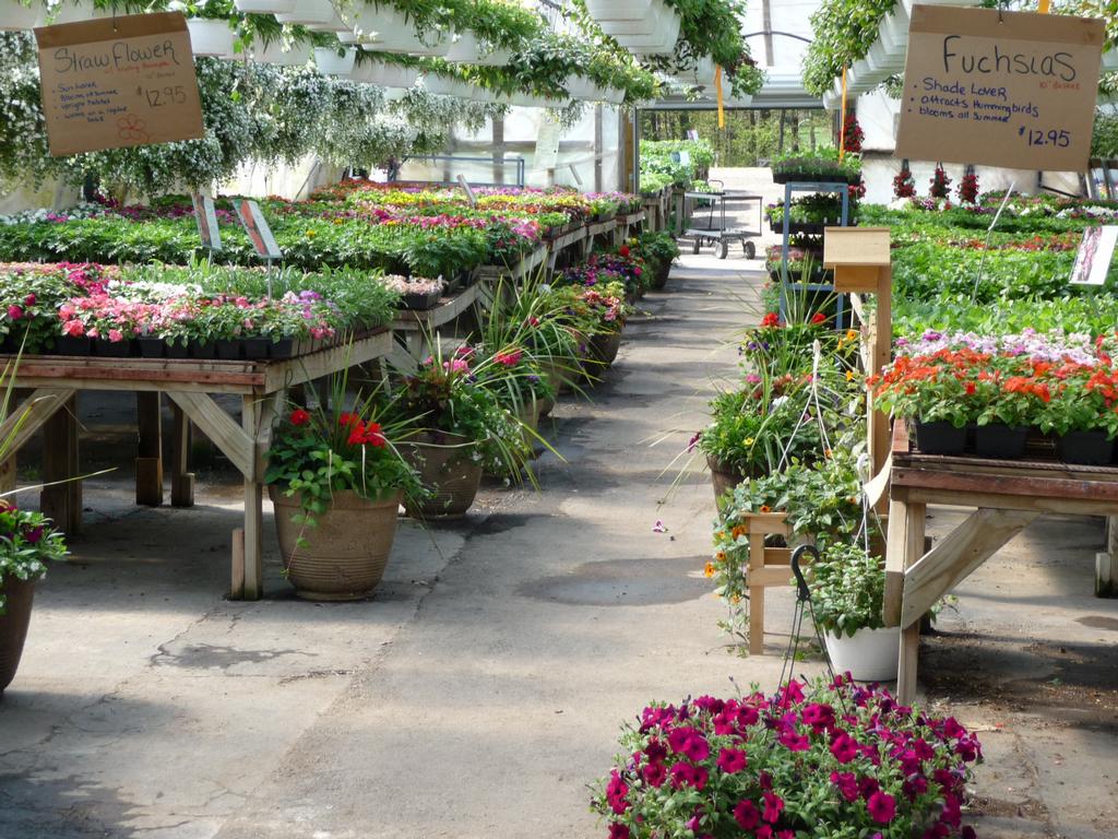 Saenz Farm & Greenhouses Sparta MI 49345 6168870674