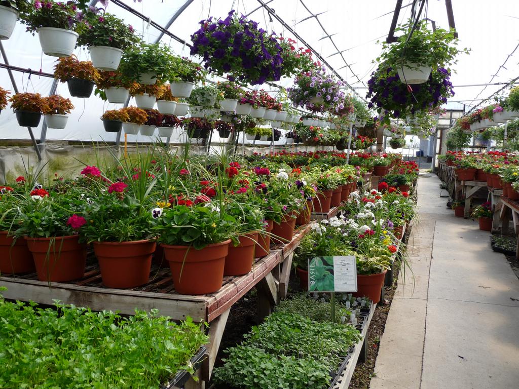 Saenz Farm & Greenhouses Sparta MI 49345 6168870674