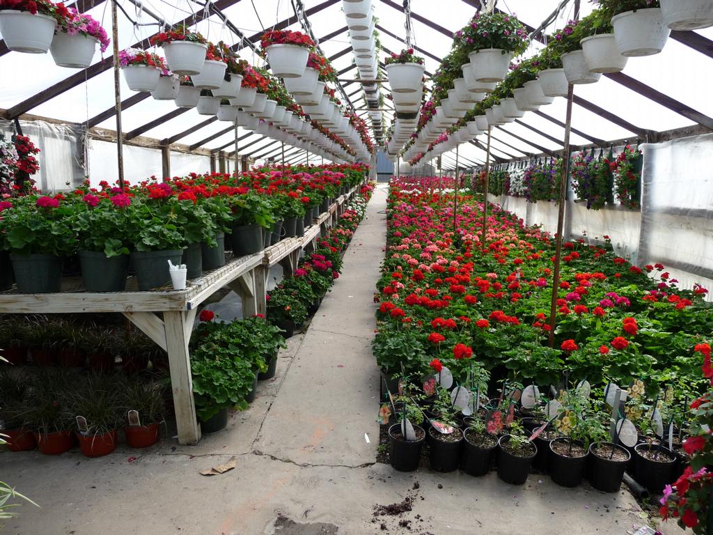 Saenz Farm & Greenhouses Sparta MI 49345 6168870674