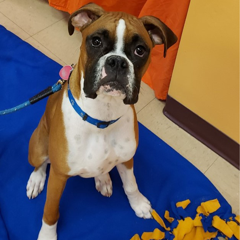 Paws & Pals Pet Resort Prior Lake MN 55372 9524473644