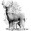 Hunters Archery USA
