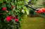 Orkin Pest & Termite Control